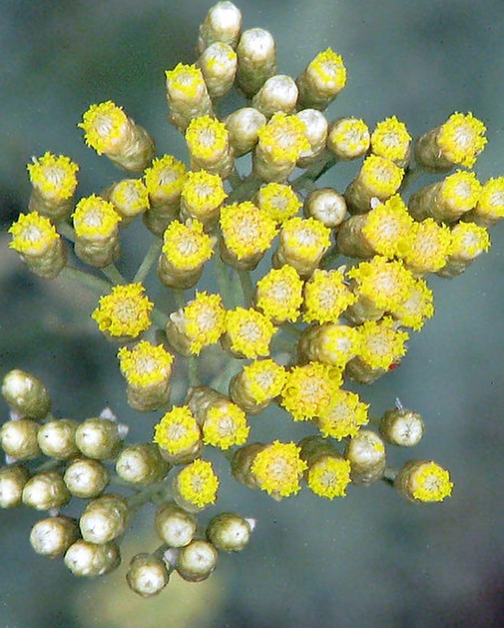 Prickly Pear Seed Oil with Immortelle - 30ml