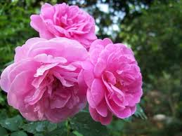 Rose and Frankincense Water