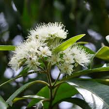 Lemon Myrtle Essential Oil - 5ml