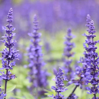 Amber and Lavender - Artisan Handmade French Perfume Rocks.