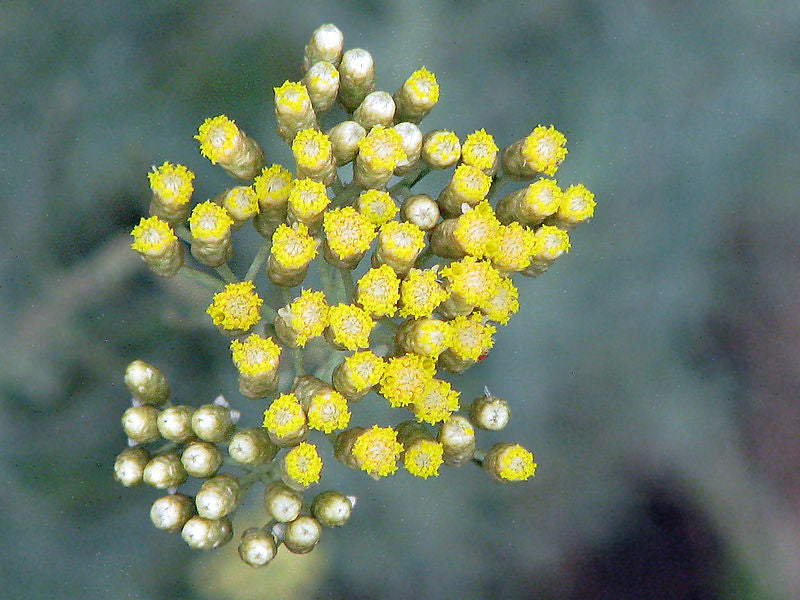 French Perfume Rocks - Amber & Immortelle -The Amber Trail