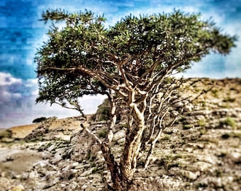Frankincense Boswellia Frereana - Maydi - Premium