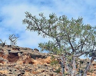 Royal Green Hojari Frankincense