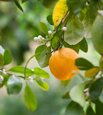 French Perfume Rocks - Neroli - The Amber Trail