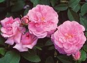 French Perfume Rocks - Rose of May - The Amber Trail