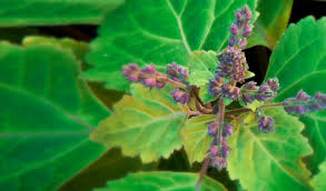 French Perfume Rocks - Patchouli - The Amber Trail