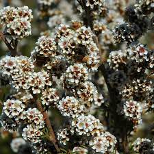 Fragonia Essential Oil - 5ml