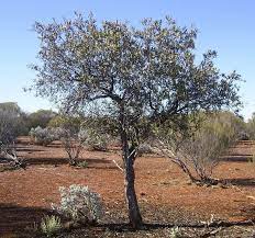 Sandalwood Essential Oil. Pure Western Australian High Grade - 5ml