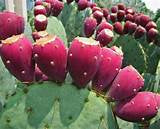 Prickly Pear Seed Oil - 30ml